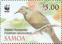 Eastern Wattled Honeyeater (Foulehaio carunculata)