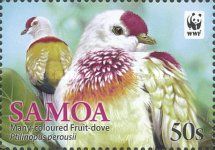 Many-coloured Fruit Dove (Ptilinopus perousii)