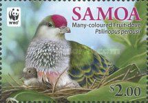 Many-coloured Fruit Dove (Ptilinopus perousii)
