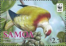 Many-coloured Fruit Dove (Ptilinopus perousii)