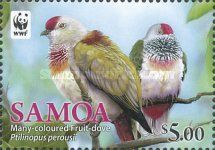 Many-coloured Fruit Dove (Ptilinopus perousii)