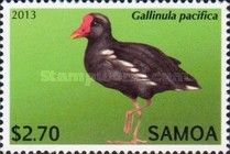 Samoan Moorhen (Gallinula pacifica)
