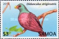 Tooth-billed Pigeon (Didunculus strigirostris)