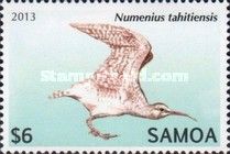 Bristle-thighed Curlew (Numenius tahitiensis)