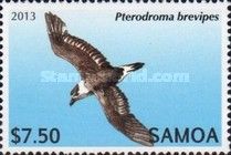 Collared Petrel (Pterodroma brevipes)