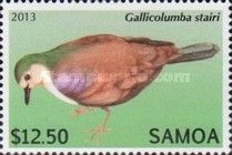 Shy Ground Dove (Gallicolumba stairi)