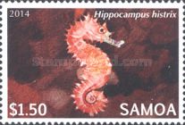 Hippocampus histrix