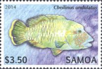 Cheilinus undulatus