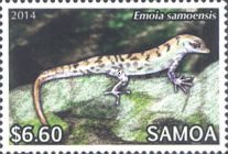 Samoa Skink (Emoia samoensis)