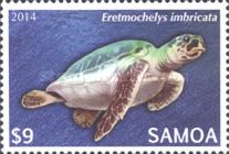 Eretmochelys imbricata
