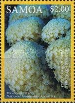 Flower Pot Coral (Alveopora excelsa)