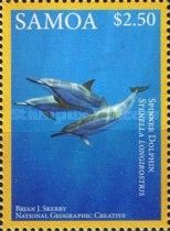 Spinner Dolphin (Stenella longirostris)