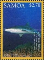 Grey Reef Shark (Carcharhinus amblyrhynchos)