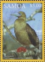 Red-footed Booby (Sula sula)