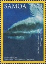 Bryde's Whale (Balaenoptera brydei)