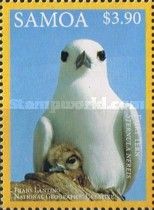 Fairy Tern (Sternula nereis) (see Description)
