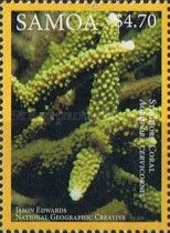 Staghorn Coral (Acropora cervicornis)