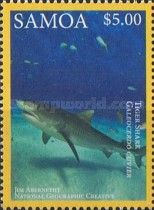 Tiger Shark (Galeocerdo cuvier)