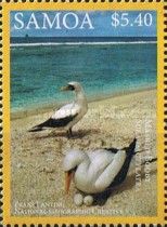 Masked Booby (Sula dactylatra)