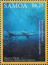 Galapagos Shark (Carcharhinus galapagensis)