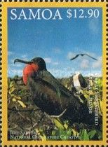 Great Frigatebird (Fregata minor)