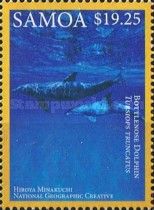Common Bottlenose Dolphin (Tursiops truncatus)