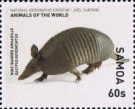 Nine-banded Armadillo (Dasypus novemcinctus)