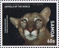 Florida Panther (Puma concolor coryi)