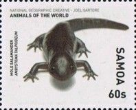 Mole Salamander (Ambystoma talpoideum)