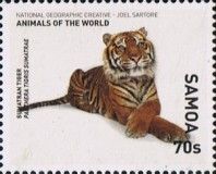 Sumatra Tiger (Panthera tigris sumatrae)