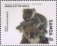 Koala (Phascolarctos cinereus)
