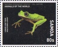 Lemur Leaf Frog (Agalychnis lemur)
