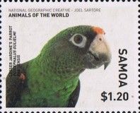 Lesser Jardine's Parrot (Poicephalus gulielmi fantiensis)