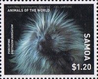 North American Porcupine (Erethizon dorsatum)