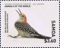 Red-bellied Woodpecker (Melanerpes carolinus)