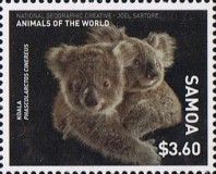 Koala (Phascolarctos cinereus)