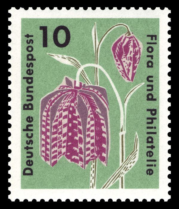 Snakeshead Lily (Fritillaria meleagris)