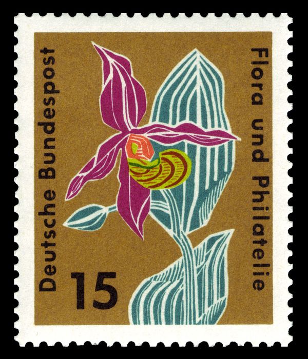 Lady’s slipper (Cypripedium calceolus)