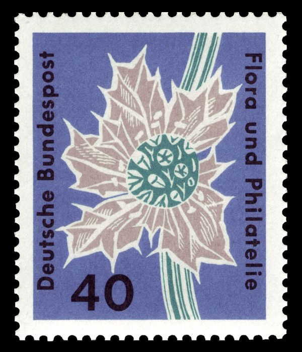 Sea Holly (Eryngium maritimum)