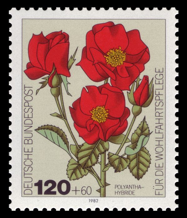 Polyantha hybrid Rose