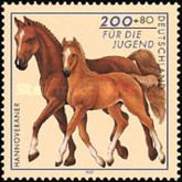 Hanoverian Horse with foal (Equus ferus caballus)