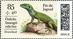European Green Lizard (Lacerta viridis)