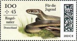 Grass Snake (Natrix natrix)