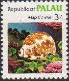 Map Cowrie (Cypraea mappa)