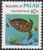 Hawksbill Turtle (Eretmochelys imbricata)