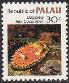 Dappled Sea Cucumber (Holothuria sp.)