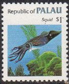 Squid (Stenoteuthis sp.)
