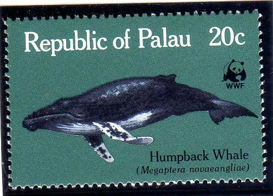 Humpback Whale (Megaptera novaeangliae)