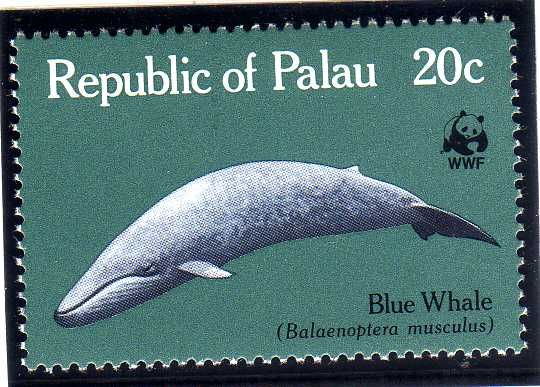 Blue Whale (Balaenoptera musculus)