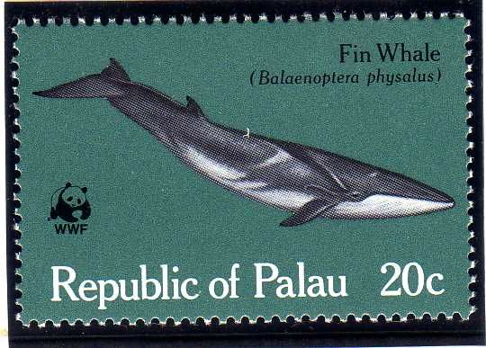 Fin Whale (Balaenoptera physalus)